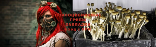ПСИЛОЦИБИНОВЫЕ ГРИБЫ Алзамай